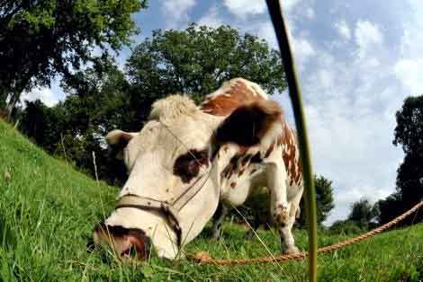Accord sur le prix du lait