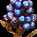 Les fruits de la Pollia Condensata [ 1 ]